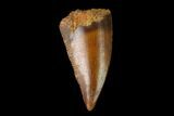 Serrated, Raptor Tooth - Real Dinosaur Tooth #137186-1